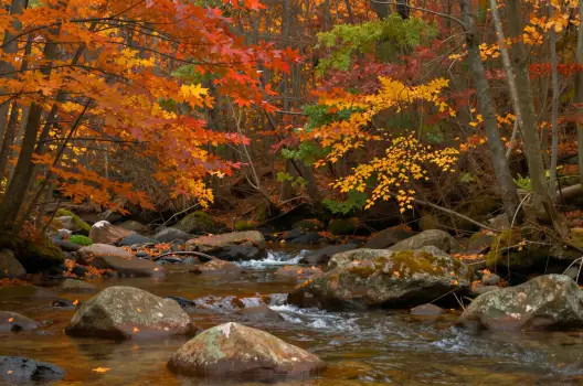 Autumn Forest Landscape leaves fall trees stream