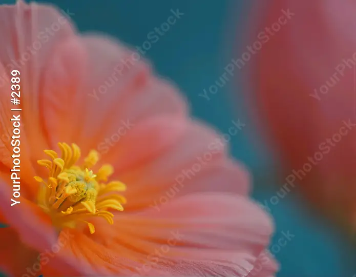 Pink Flower Close-Up with Yellow Center full bloom
