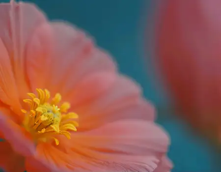 Pink Flower Close-Up with Yellow Center full bloom