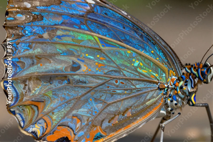Intricate Butterfly Wings Close-Up patterns mosaic