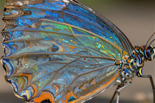 Intricate Butterfly Wings Close-Up patterns mosaic