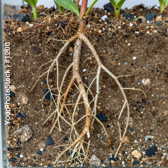 Healthy Plant in Glass Container roots soil green leaves