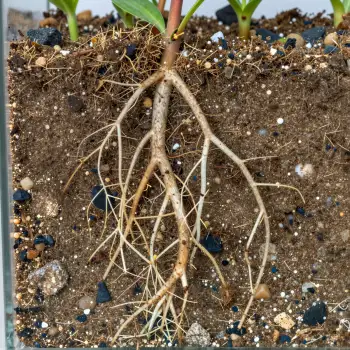 Healthy Plant in Glass Container roots soil green leaves