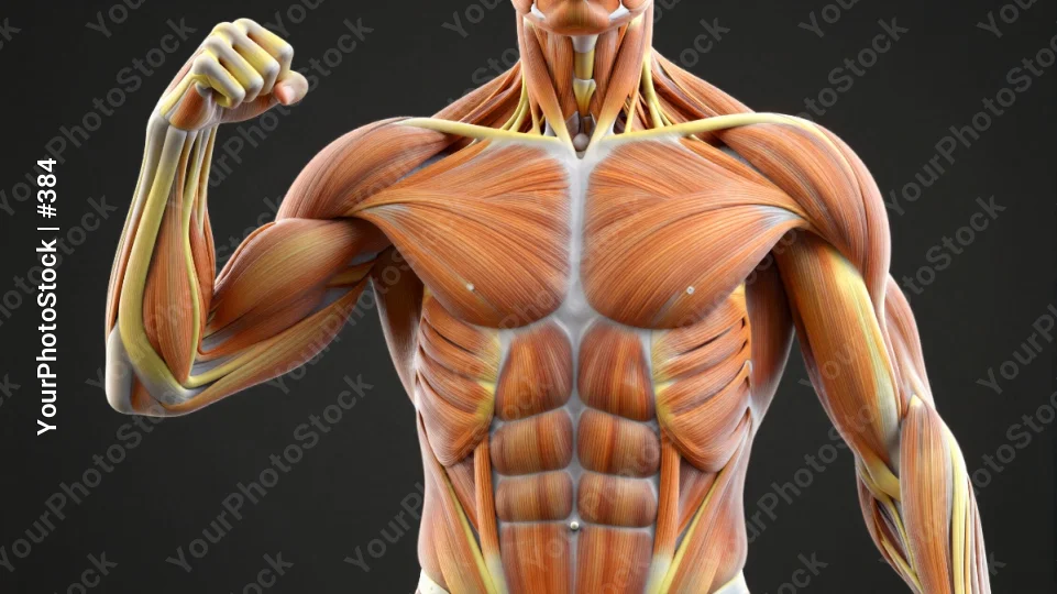 3D Rendered Muscular Upper Body Flexing 3d rendering