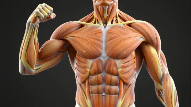 3D Rendered Muscular Upper Body Flexing 3d rendering
