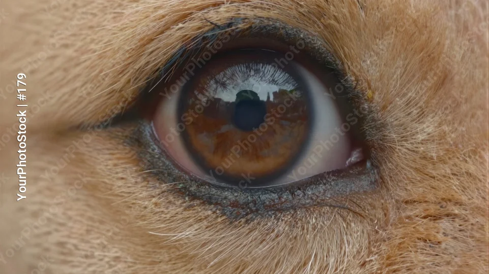 Close-up of Dog's Eye with Brown Iris and Pupil
