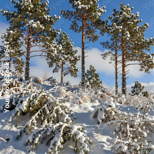Snow-covered pine trees on hilltop winter serene
