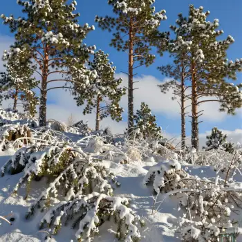 Snow-covered pine trees on hilltop winter serene