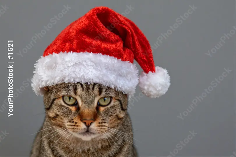 Tabby Cat in Red Santa Hat holiday curious close-up christmas