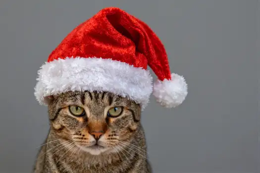 Tabby Cat in Red Santa Hat holiday curious close-up christmas