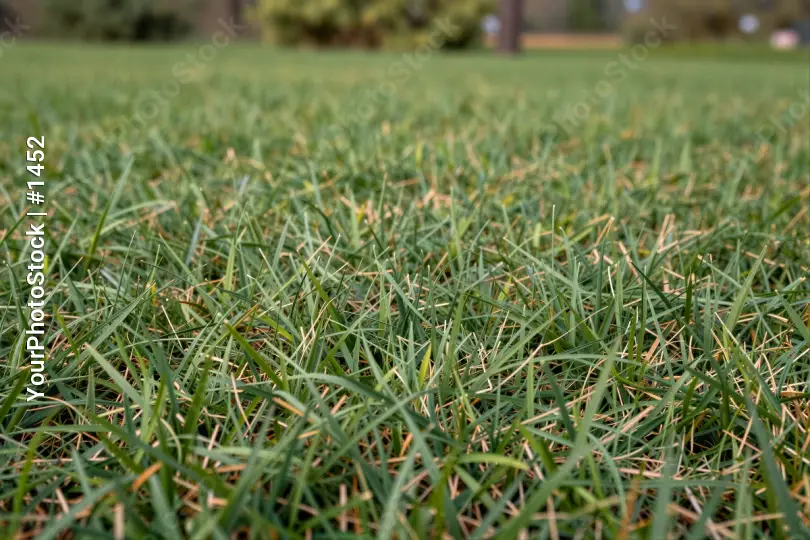 Close-up of Freshly Cut Grass in a Park fresh cut grass