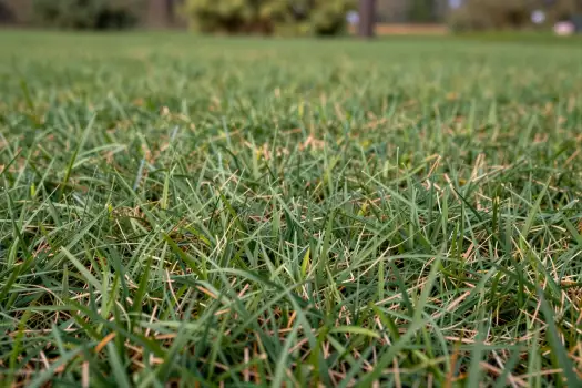 Close-up of Freshly Cut Grass in a Park fresh cut grass