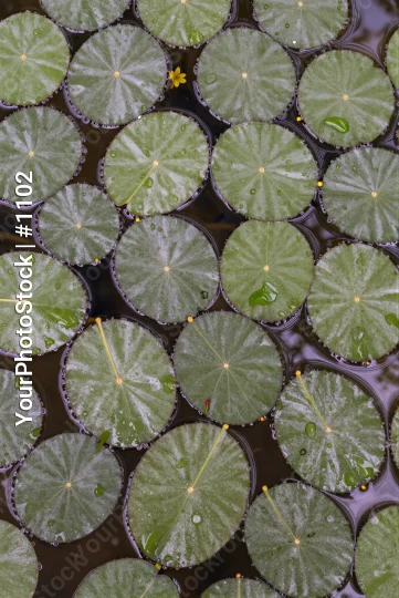 Serene Floating Leaves on Water water surface
