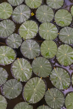 Serene Floating Leaves on Water water surface