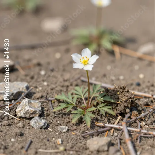 White flower with yellow center growing in soil
