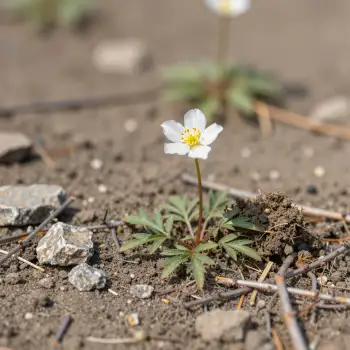 White flower with yellow center growing in soil