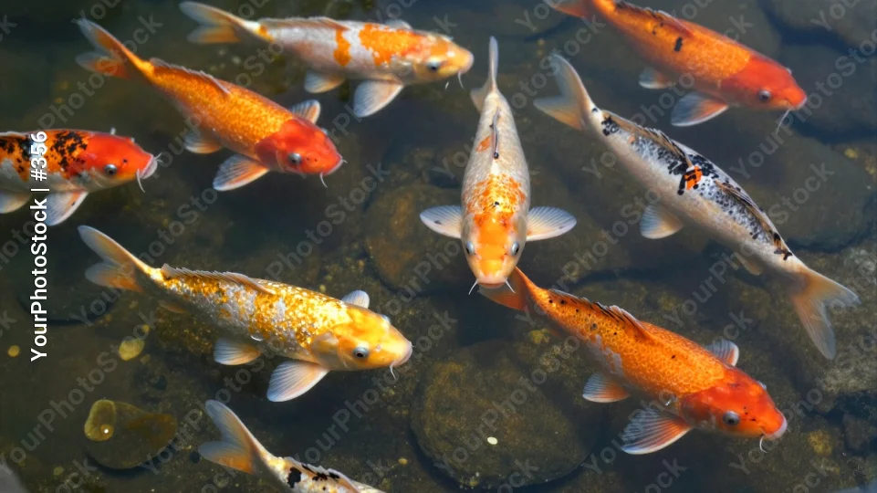 Group of Koi Fish Swimming Right in Pond orange