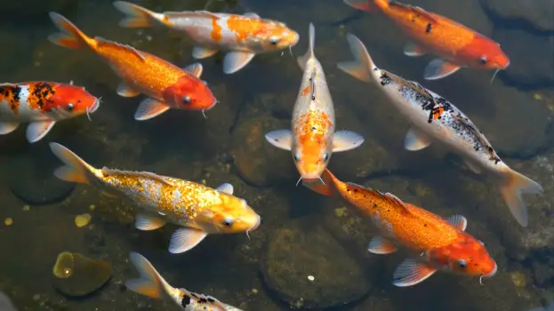 Group of Koi Fish Swimming Right in Pond orange