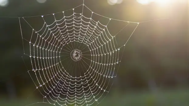 Spider Web with Glistening Water Droplets sunlight