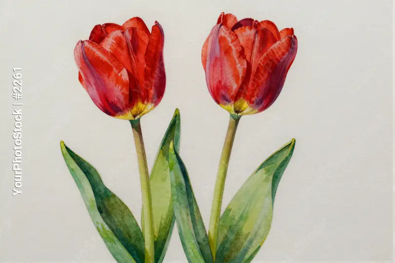 Red Tulips In Bloom Watercolor Painting petals