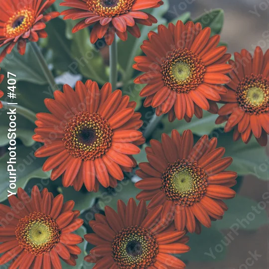 Bright Orange Gerbera Daisies in Full Bloom vibrant
