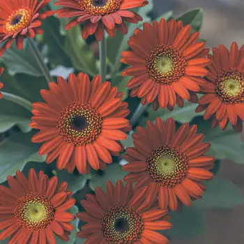 Bright Orange Gerbera Daisies in Full Bloom vibrant