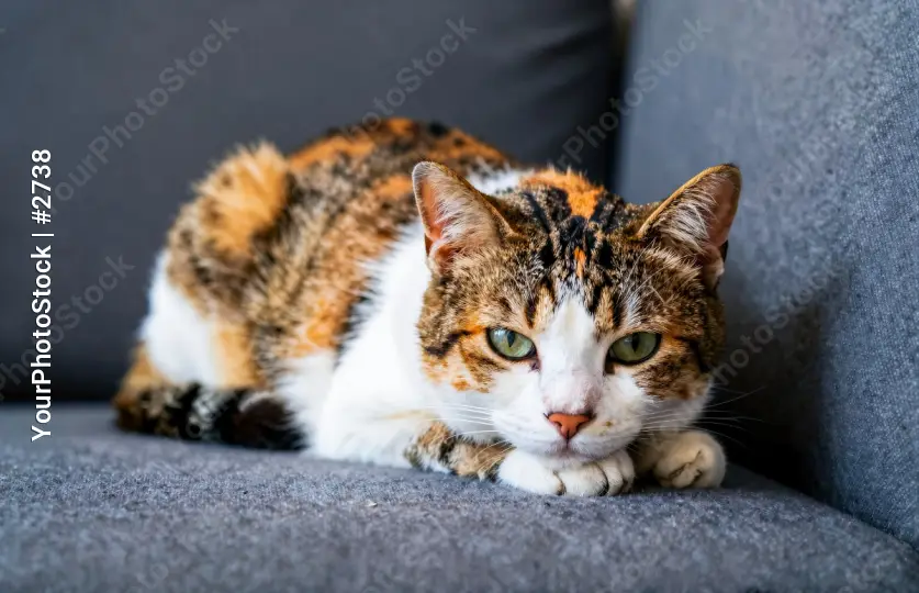 Calico Cat Resting on Couch