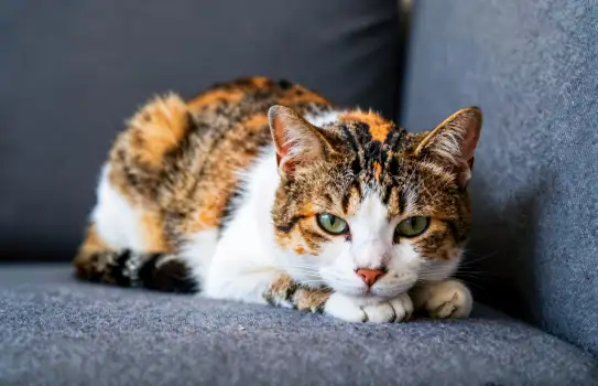 Calico Cat Resting on Couch