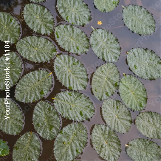 Floating Green Leaves on Calm Water floating leaves