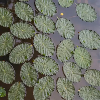 Floating Green Leaves on Calm Water floating leaves