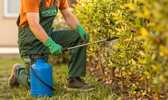 Man Spraying Bush in Garden outdoor maintenance
