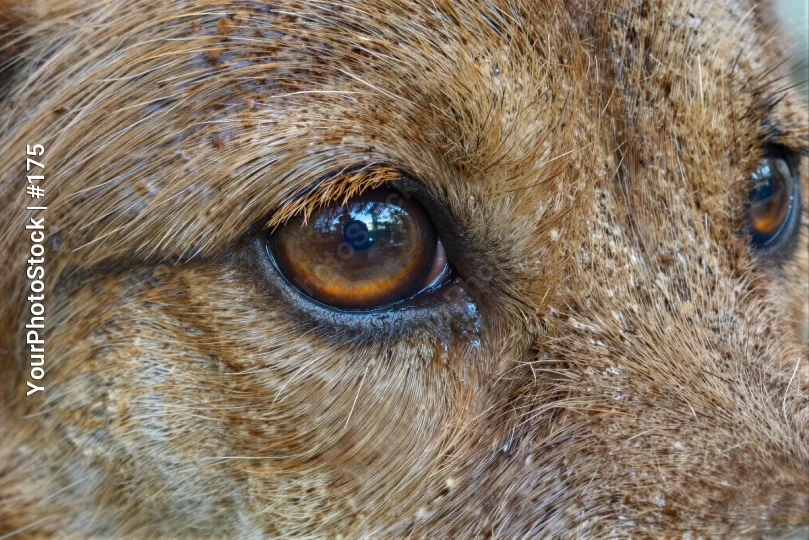 Close-up of Medium-sized Dog's Eye dog eye medium breed