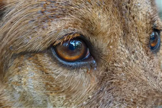 Close-up of Medium-sized Dog's Eye dog eye medium breed