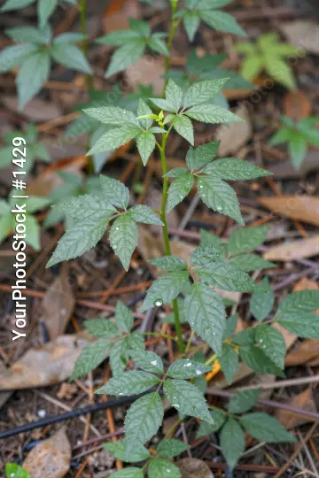 Green Leaves and Yellow Flowers in Wooded Area