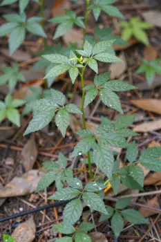 Green Leaves and Yellow Flowers in Wooded Area