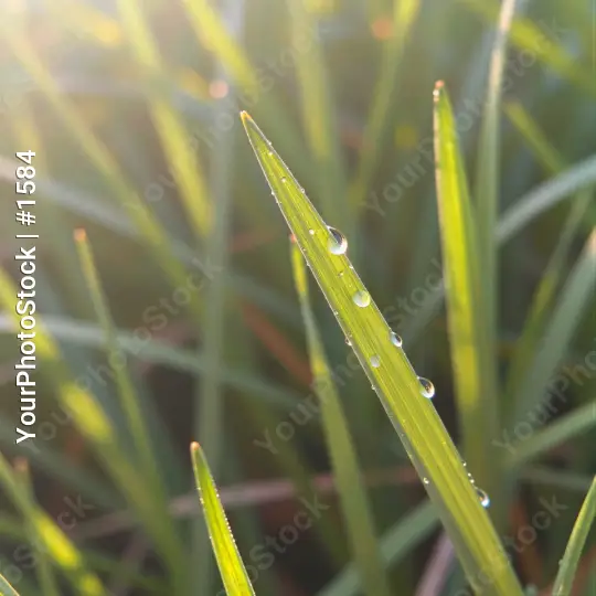 Close-up of Glistening Grass Blade water droplets