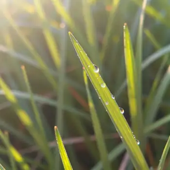 Close-up of Glistening Grass Blade water droplets