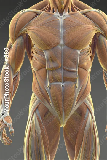 3D Rendered Upper Body Muscles chest arms fitness