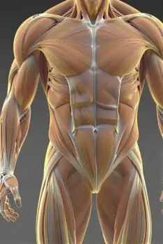 3D Rendered Upper Body Muscles chest arms fitness