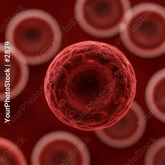 Microscopic View of Red Blood Cells medical