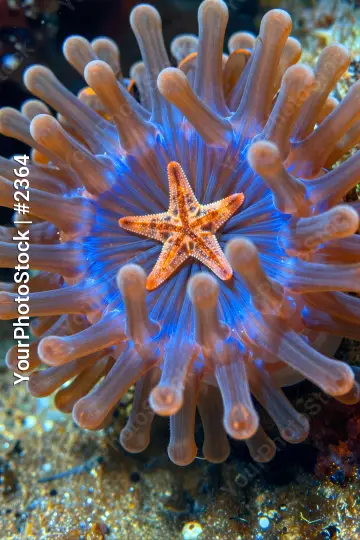 Orange Starfish with Pink Tentacles on Coral Reef