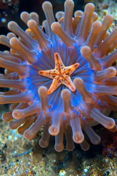 Orange Starfish with Pink Tentacles on Coral Reef