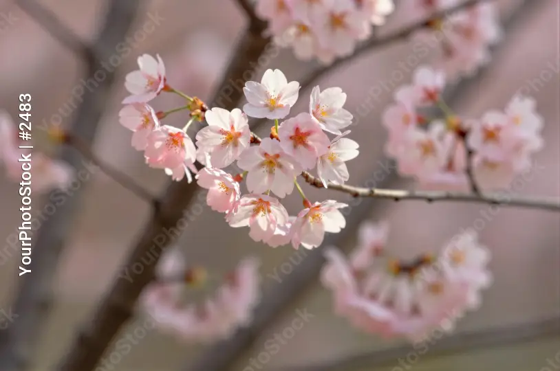 Pink Flower Close-Up flowers blooming tree yellow center