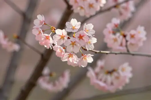 Pink Flower Close-Up flowers blooming tree yellow center