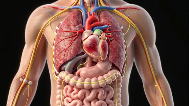 3D Illustration of Human Heart and Lungs with Blood Vessels