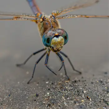 Close-up Dragonfly Head and Abdomen Facing Right
