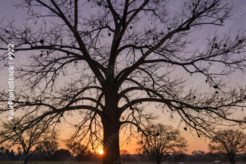 Bare Tree Silhouette Against Sunset Sky branches