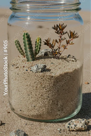 Cactus in Glass Jar on Sandy Surface rocks desert