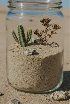 Cactus in Glass Jar on Sandy Surface rocks desert