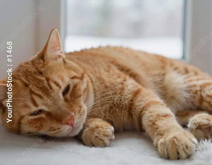 Relaxed Orange Tabby Cat Lying on White Surface